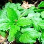 entdecke, warum ein küchenprofi erklärt, dass dein airfryer im vergleich zum backofen wesentlich mehr strom spart – energieeffizient und zeitsparend kochen leicht gemacht.