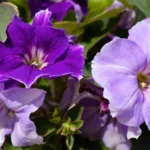 entdecken sie, warum diese wunderschöne blume perfekt für anfänger ist – pflegeleicht, robust und ideal für jeden gartenliebhaber.